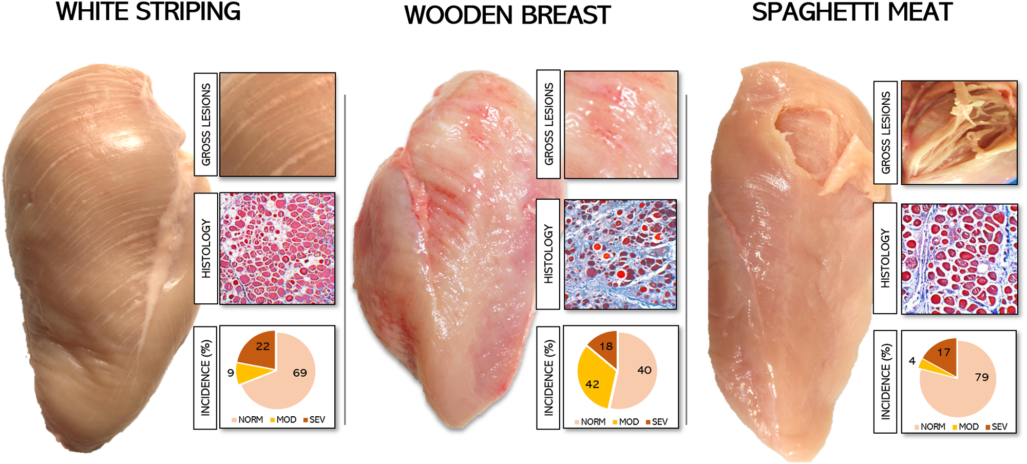 Baldi Current Status Of Poultry Meat Abnormalities Meat And Muscle 